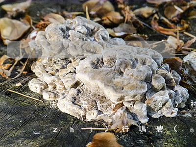 法院農(nóng)村唯一的住房可以執(zhí)行嗎(農(nóng)村住房可以被法院強制執(zhí)行嗎?)
