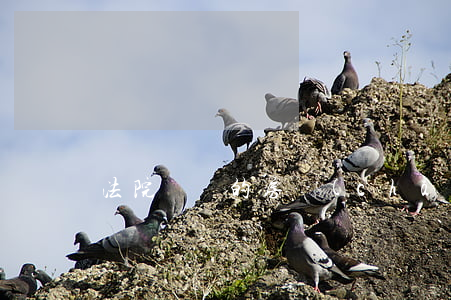 法院過戶的房產(chǎn)稅可以退嗎