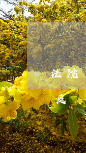 法院開庭家人可以帶口罩嗎(原告家屬可以出庭嗎)