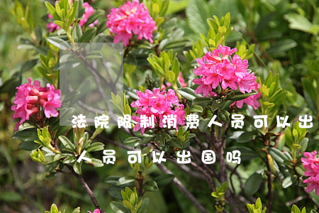 法院限制消费人员可以出国吗(法院限制消费人员可以出国吗)