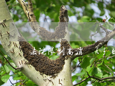 法院限制高消費(fèi)可以住如家酒店嗎