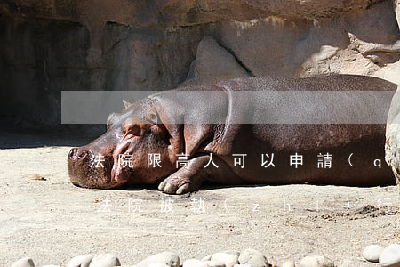 法院限高人可以申請(qǐng)公租房嗎(法院被執(zhí)行人可以申請(qǐng)公租房嗎)