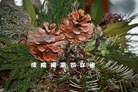 法院限高可以坐郵輪嗎