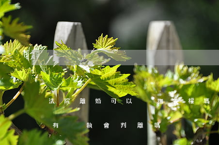 法院離婚可以爭撫養權嗎(同意離婚但撫養權有爭執會判離嗎)
