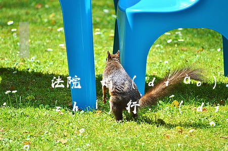 法院離婚調(diào)解書可以強制執(zhí)行嗎(調(diào)解書能申請法院強制執(zhí)行嗎)