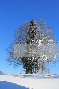 法院黑名單護照可以坐飛機嗎(被執(zhí)行人員護照可以坐飛機)