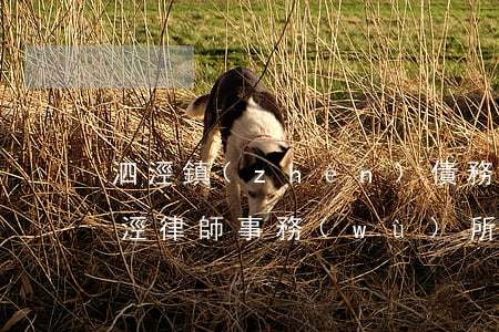 泗涇鎮(zhèn)債務(wù)律師-泗涇律師事務(wù)所