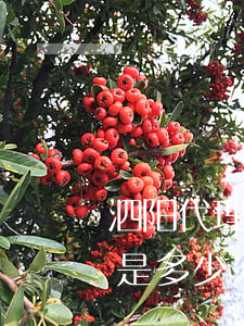 泗阳代理抚养权律师费用标准(抚养权律师费是多少)