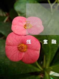 泛華金融是抵押貸款逾期