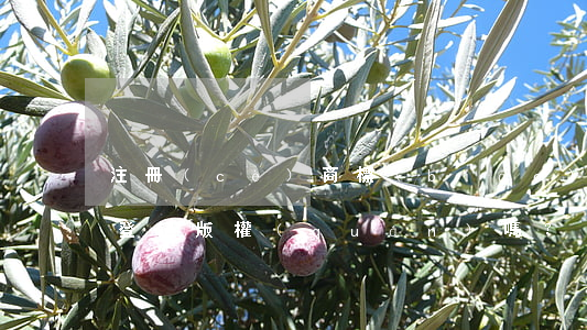 注冊(cè)商標(biāo)之后，還需要登記版權(quán)嗎？