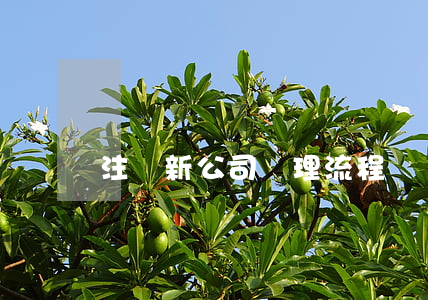 注冊新公司辦理流程