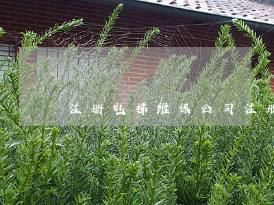 注册电梯维保公司(注册电梯维保公司程序)