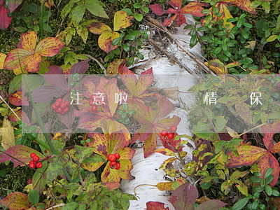 注意啦！這幾種情況保險(xiǎn)不理陪