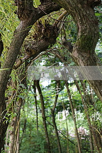 注意！社保費(fèi)改由稅務(wù)部門征收, 給企業(yè)和員工帶來這些影響!