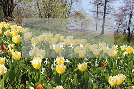注銷信用卡年費(fèi)逾期怎么辦（注銷信用卡年費(fèi)逾期）