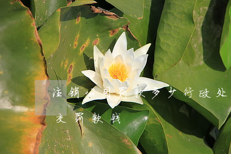 注销公司罚款多少(行政处罚公司注销了还要交罚款钱?)