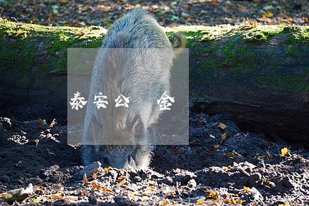 泰安公積金