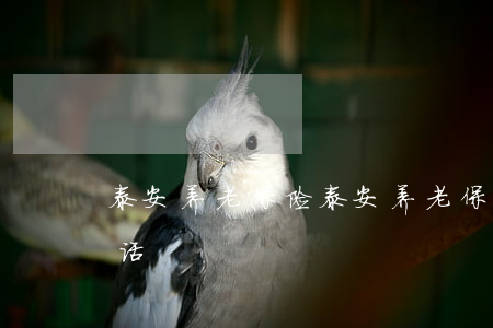 泰安养老保险(泰安养老保险电话人工服务电话)