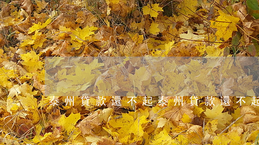 泰州貸款還不起(泰州貸款還不起怎么辦)