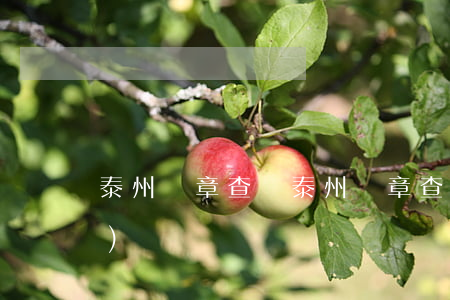 泰州違章查詢(泰州違章查詢系統(tǒng))