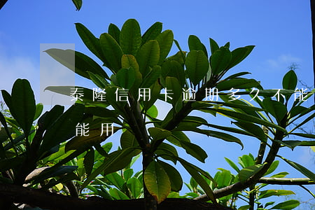 泰隆信用卡逾期多久不能用(逾期過信用卡還能用嗎)