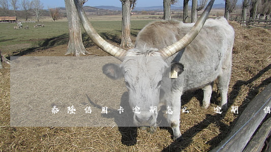 泰隆信用卡逾期怎么辦(逾期還信用卡會怎樣)