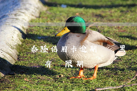 泰隆信用卡逾期會變黑嗎(泰隆銀行信用卡有沒有寬限期)