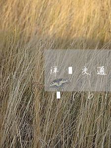 洋縣交通事故責(zé)任認(rèn)定標(biāo)準(zhǔn)是什么(洋縣交通事故責(zé)任認(rèn)定標(biāo)準(zhǔn)是什么)