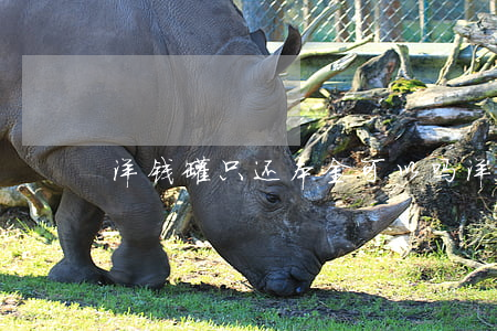洋钱罐只还本金可以吗(洋钱罐只能还完再借)