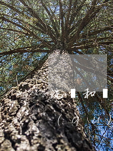 洗錢和詐騙哪個更嚴重(洗錢跟詐騙有什么區(qū)別)