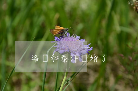 洛瑤和秦洋離婚了