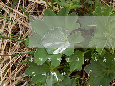 洛阳有哪些律师事务所(洛阳律师事务所免费咨询地址)