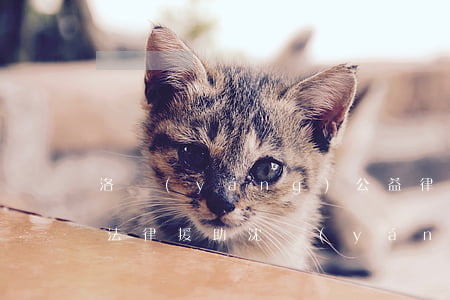 洛陽(yáng)公益律師免費(fèi)法律援助(沈陽(yáng)公益律師免費(fèi)法律援助)