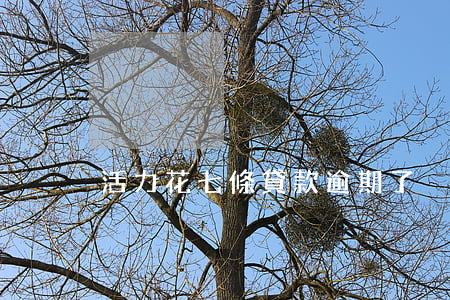 活力花七條貸款逾期了