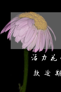 活力花快如閃電貸款逾期(活力花快如閃電貸款逾期)