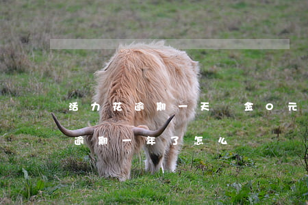 活力花逾期一天罰金0元什么意思-活力花逾期一年了怎么辦 活力花逾期一天罰金0元什么意思-活力花逾期一年了怎么辦
