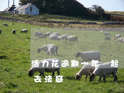 活力花逾期一年會起訴嗎(活力花逾期2年會去法庭嗎)