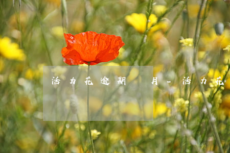 活力花逾期兩月-活力花逾期一年突然催收
