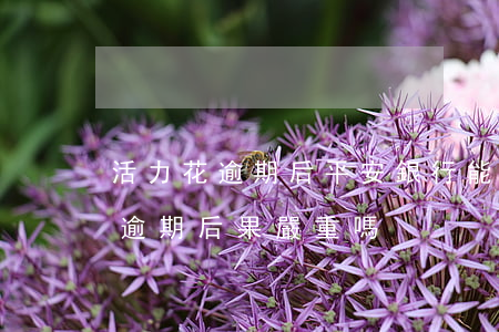 活力花逾期后平安銀行能貸到款嗎-活力花逾期后果嚴重嗎