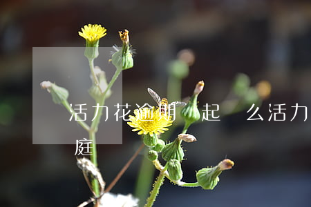 活力花逾期會起訴么(活力花逾期2年會去法庭嗎)
