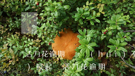 活力花逾期沒還會(huì)不會(huì)被起訴(活力花逾期沒還會(huì)不會(huì)被起訴)