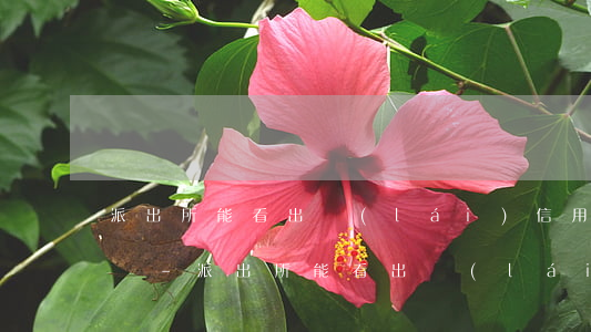 派出所能看出來(lái)信用卡欠款逾期嗎-派出所能看出來(lái)信用卡欠款逾期嗎怎么辦
