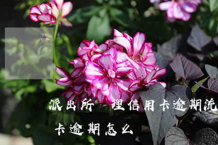 派出所處理信用卡逾期流程(因刑事案件信用卡逾期怎么辦)
