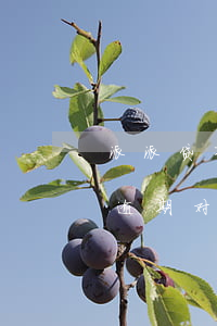 派派贷有逾期对办信用卡有影响吗 派派贷有逾期对办信用卡有影响吗上征信吗