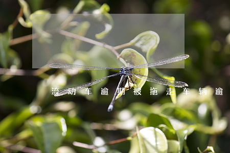 流动车逾期被拖走(车辆逾期被拖走合法吗)