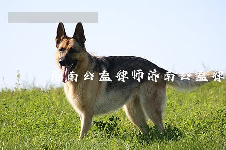 济南公益律师(济南公益律师电话)