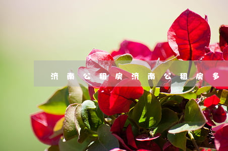 济南公租房(济南公租房多少钱一个月)