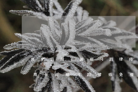 济宁信用卡逾期问题律师免费咨询-济宁信用卡逾期问题律师免费咨询电话