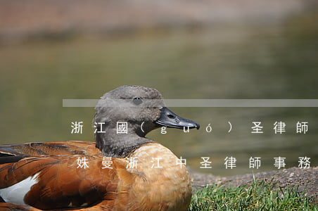 浙江國(guó)圣律師事務(wù)所陳姝曼(浙江中圣律師事務(wù)所)