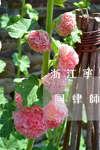 浙江寧波債權(quán)債務(wù)合同律師怎么找-寧波債務(wù)債權(quán)律師哪個(gè)好